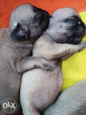 Pug female for sale puppys