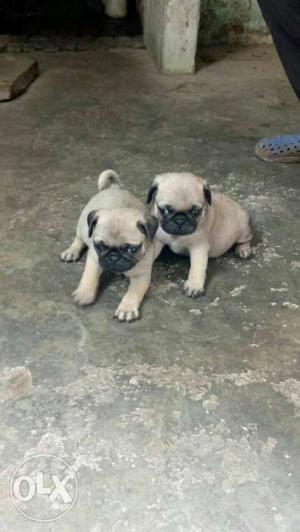 Pug female puppy avilable for show home. 40 days