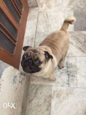 Pug male one year old