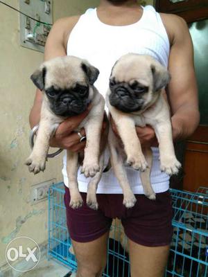 Pug sweet puppies available