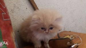 Punch face Persian Cat Female with Blue eyes Age