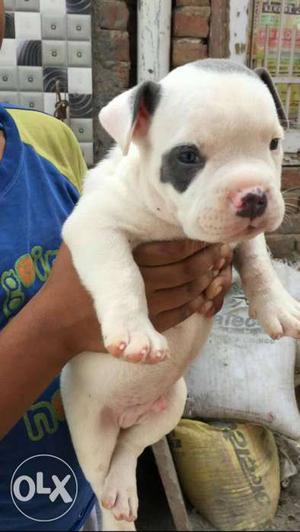 Pure American bully...