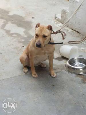 Pure American pittbull female ishmeet line 1year