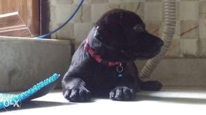 Pure Labrador Puppy of black colour 2 months, Male