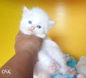 Pure Long Fur Persian cat kitten lovely colors sale or sale