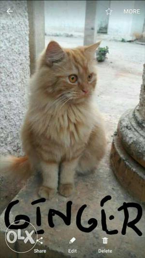Pure Persian kitty with long hair