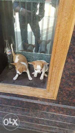 Pure chihuahua breed, 2 puppies, 2 months old.