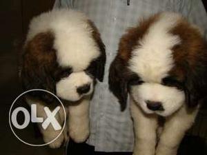 Rahul Kennel i have good and healthy Saint Bernard pupps for