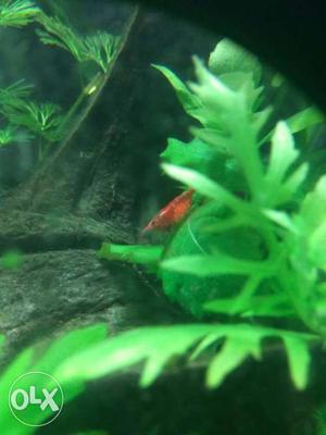 Red Sakura shrimp of high quality at reasonable