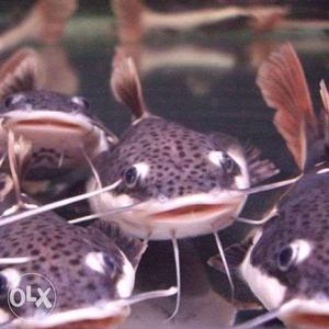 Red Tail Cat Fish For Sale 3 Inches Fixed Price.