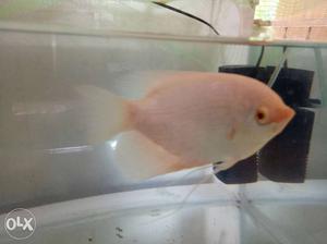 Red eye Gaint Gaurami for urgent sale with filter and big
