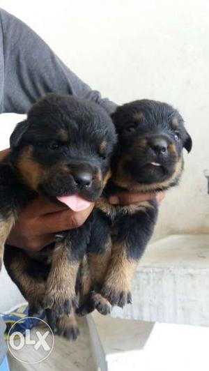 Rottweiler couple for sale  only call me