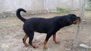 Rottweiler female 13 months very friendly dog for
