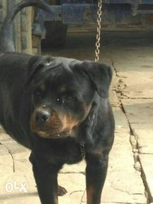 Rottweiler female for sell 14 month old ek bar