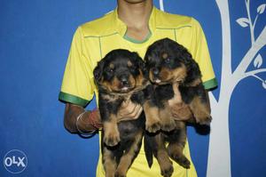Rottweiler femalr puppies available Show quality