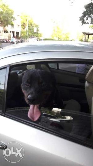 Rottweiler for guarding