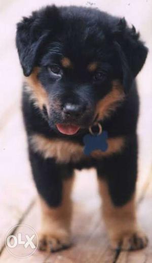 Rottweiler gud quality male puppy for sell