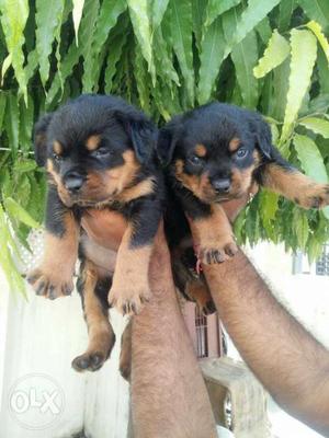 Rottweiler heavy puppies available
