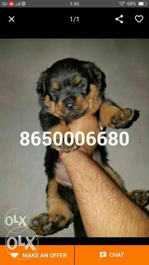 Rottweiler male puppy available and female 