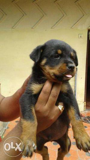 Rottweiler male puppy for sale with show quality