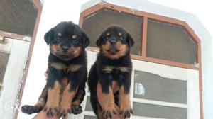 Rottweiler puppies available at Jaipur