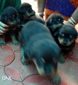 Rottweiler puppy One month