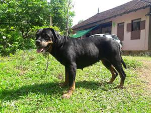 Rottweilr female.exchenge with gsd female