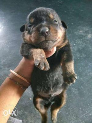 Rottwiller pupps for sale