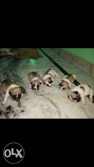 Show Quality French bulldog puppies available