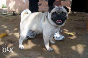 Show lines top cute pug "rottweiler 36days 4sell