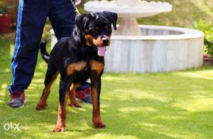 Show prospect top quality 1 year Rottweiler for
