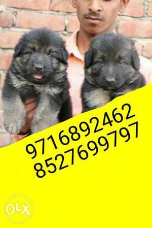 Show quality...German shephrd puppies and all