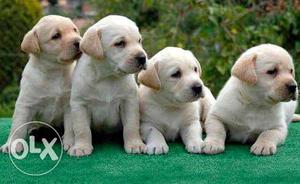 Show quality Labradors female vaccinated puppies