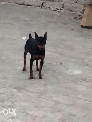 Show quality Min pin male for sale. KCI