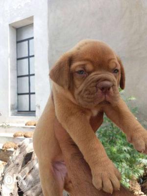 Show quality french mastiff puppies available