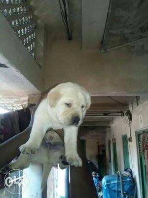 Show quality labrador puppy