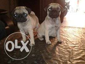 Show quality pug puppy available in om sai kennel