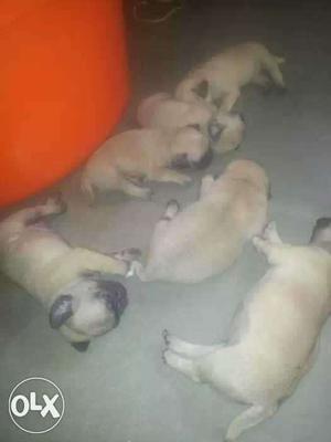 Six Fawn Pug Puppies