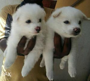 Six Short Coat White Puppies