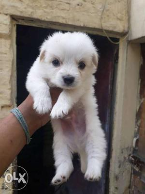 Small Height Extraordinary White Pom Puppy Sell