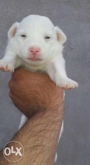 Small Size Male Snow White Colour Fully Active &