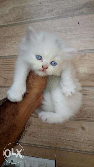 So Very Beautiful Persian cat and kitten for sale.in