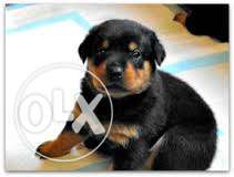 Sooo sooo Sold, very very Healthy Rottweiler pup - Call me