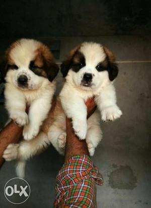 St Bernard super quality female puppies