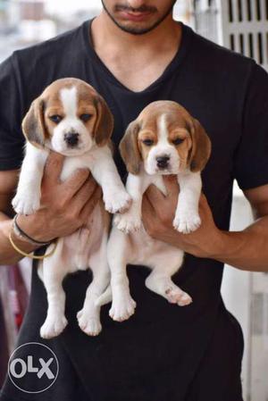 Super Quality Beagle Available !