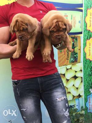 Super Quality French Mastiff Puppies Available