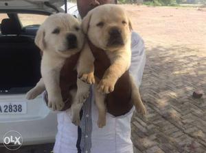 Super best quality Labrador puppies available