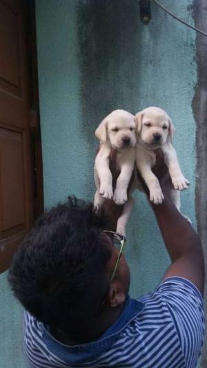 Super quality labrador puppy for sell