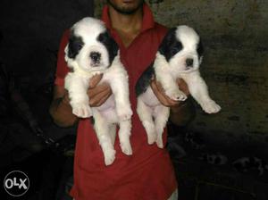 Superb quality Saint Bernard puppies available. l31