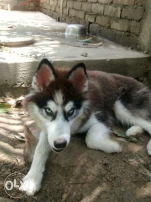 Syberien Husky export quality date of birth